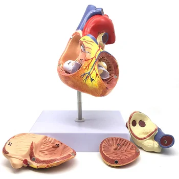 Модель Анатомии Сердца из 4 Частей в Натуральную Величину, Увеличенная в 2 РАЗА Модель Структур Человеческого Сердца, Магнитный Дизайн с Основанием