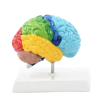 Правое полушарие мозга Модель человеческого тела 1: 1 для обучения студентов, модель сборки учебного кабинета